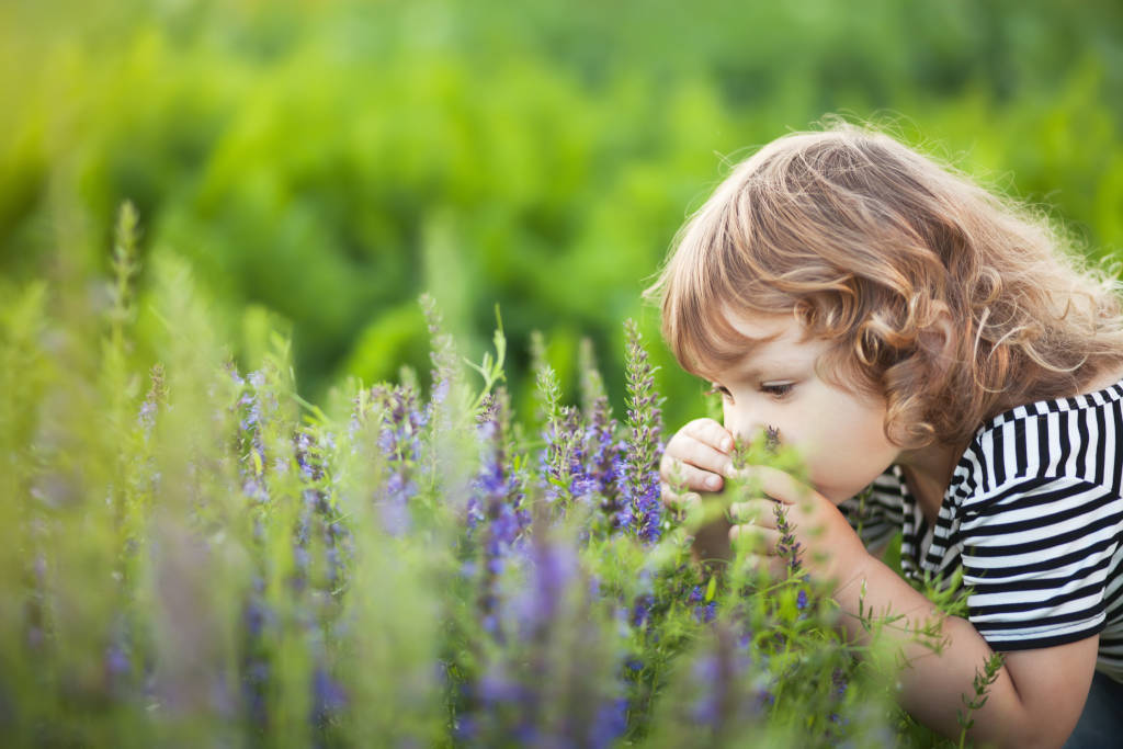 Cute,Little,Toddler,Girl,Smelling,Purple,Flowers.,Provence,Concept.,Allergy