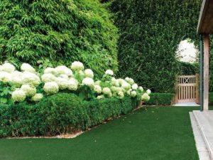 Green hedges with artificial grass and wood gate